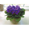 Violets in a Vase - Flowers - 3D Lenticular Postcard Greeting Card 3dstereo 