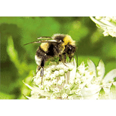 Bumblebee Collecting Nectar - 3D Lenticular Postcard Greeting Card 3dstereo 