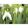 White Snowdrop - Flowers - 3D Lenticular Postcard Greeting Card 3dstereo 