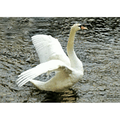 Beautiful Swan in Water - Animals - 3D Lenticular Postcard Greeting Card 3dstereo 