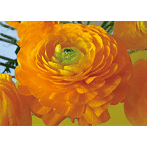 Buttercup - Flower -3D Lenticular Postcard Greeting Card 3dstereo 