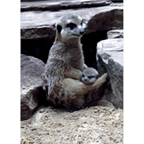 Meerkat or Suricate -3D Lenticular Postcard Greeting Card 3dstereo 