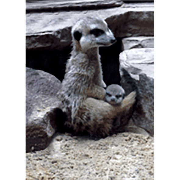 Meerkat or Suricate -3D Lenticular Postcard Greeting Card 3dstereo 