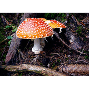 Toadstool (Mushroom)-3D Lenticular Postcard Greeting Card 3dstereo 