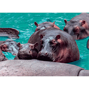 Hippopotamus and Baby - 3D Lenticular Postcard Greeting Card- NEW 3dstereo 
