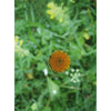 Oxeye Daisy - Flowers - 3D Lenticular Postcard Greeting Card 3dstereo 