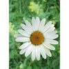 Oxeye Daisy - Flowers - 3D Lenticular Postcard Greeting Card 3dstereo 