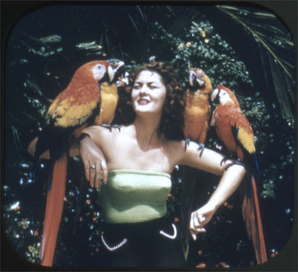 ANDREW - Parrot Jungle - Miami, Florida - View-Master 3 Reel Packet - 1950s views - vintage - (PARROT-S3) Packet 3dstereo 