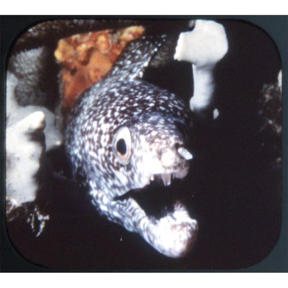 3 ANDREW - Ocean Creatures - Mark Blum View-Master Personal Reel - copyright 1990 - vintage Reels 3dstereo 