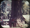 2 ANDREW - Redwood Highway - California - View-Master 3 Reel Packet - 1950s views - vintage - A182-S5 Packet 3dstereo 