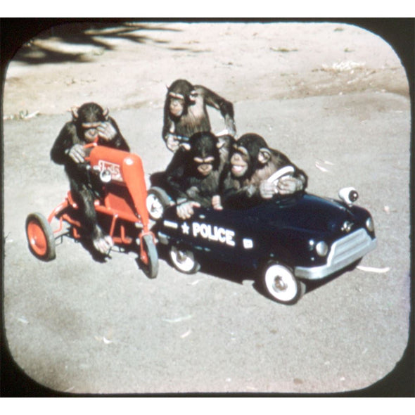 San Diego Zoo - View-Master Special On-Location Reel - 1955 - vintage - 2A1732 Reels 3dstereo 