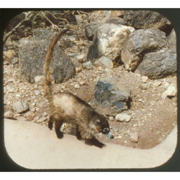 3 ANDREW - Arizona-Sonora Desert Museum - View-Master Special On-Location Reel - 1979 - vintage - K524 Reels 3dstereo 