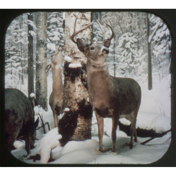 3 ANDREW - Wild Animals of North America - View-Master Experimental Set - 1957 - vintage Reels 3dstereo 