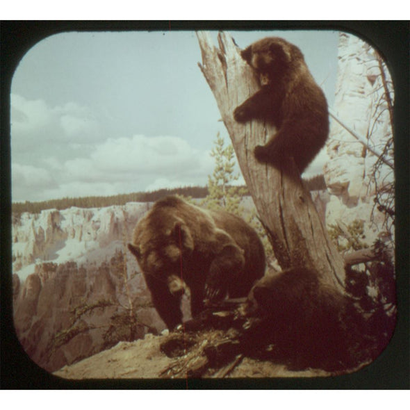 3 ANDREW - Wild Animals of North America - View-Master Experimental Set - 1957 - vintage Reels 3dstereo 