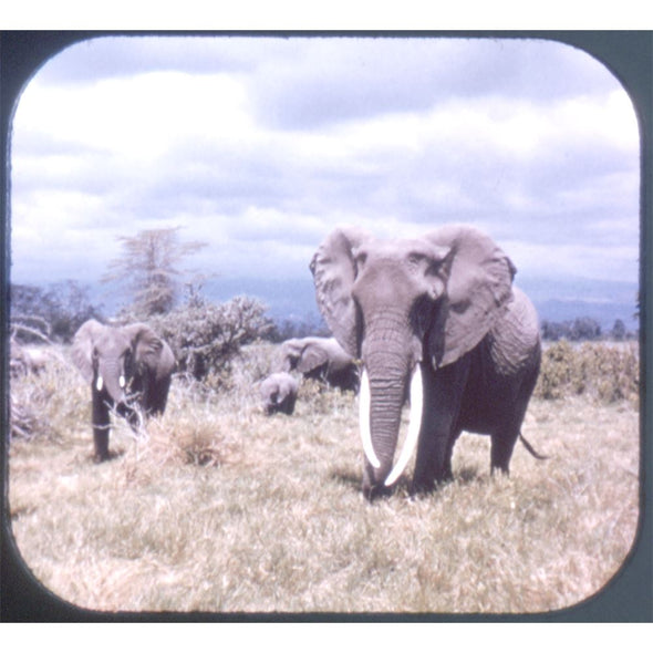 4 ANDREW - Safari - View-Master 4 Reel Compilation Set - (from D111 & D127) - 1973 - vintage Packet 3dstereo 