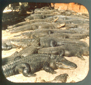 4 ANDREW - Reptiles - Then and Now - View-Master Test Reel - 1985 - vintage - CR3675 Reels 3dstereo 