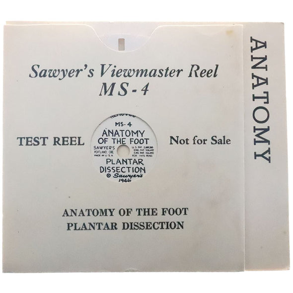 Anatomy of the Foot - Plantar Dissection - View-Master Test Reel - 1946 - vintage - MS-4 Reels 3dstereo 