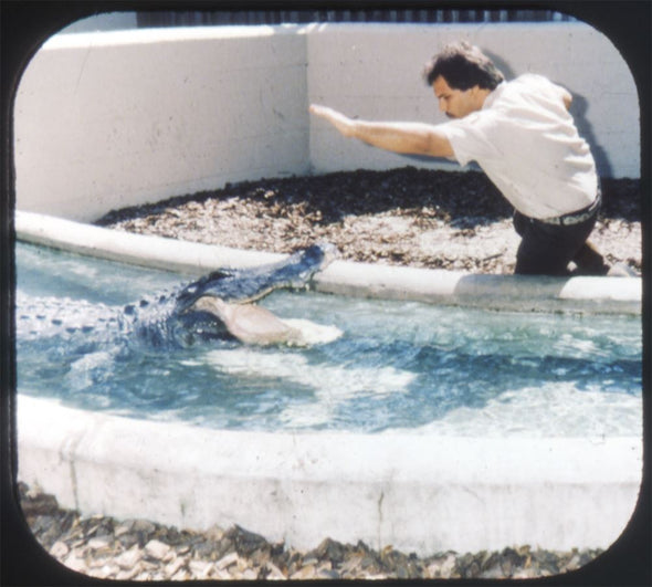 4 ANDREW - Alligator Farm - St. Augustine - View-Master 3 Reel Set Card - 1986 - vintage - 5354 VBP 3dstereo 