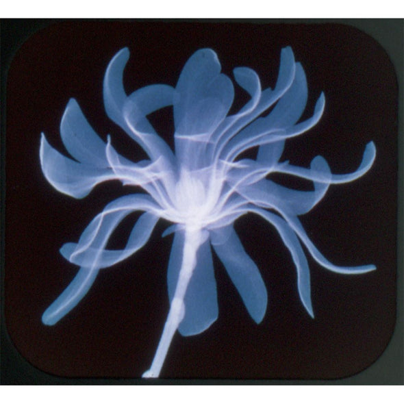 Stereo Floral Radiography of Al Richards - 2 View-Master Reels by MJT - 2000 - vintage Packet 3dstereo 