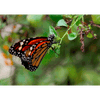 Monarch Butterfly Beating Wings - 3D Action Lenticular Postcard Greeting Card Postcard 3dstereo 