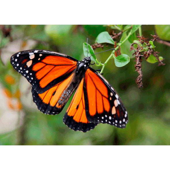 Monarch Butterfly Beating Wings - 3D Action Lenticular Postcard Greeting Card Postcard 3dstereo 