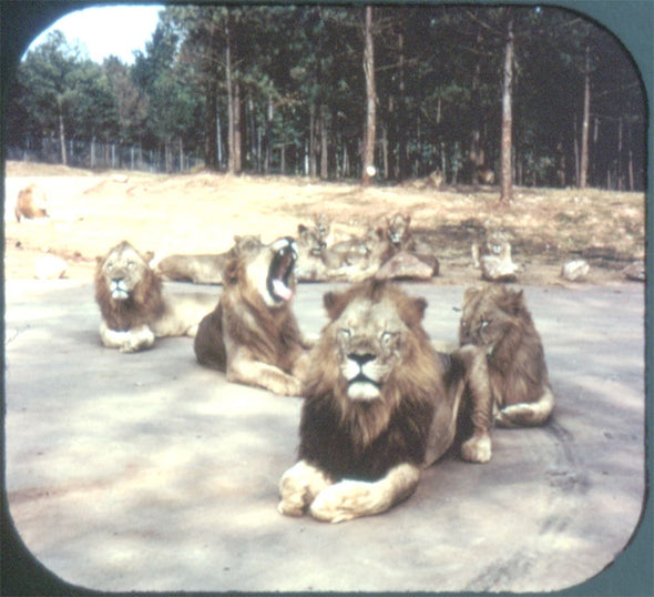 4 ANDREW - Lion Country Safari - View Master 3 Reel Packet - 1973 - vintage - A923-G3A Packet 3dstereo 